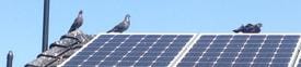 Solar Bird Proofing